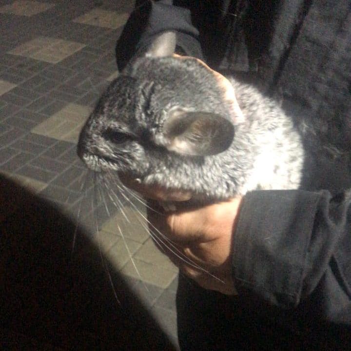 Во дворе дома на улице Народного Ополчения нашли шиншиллу