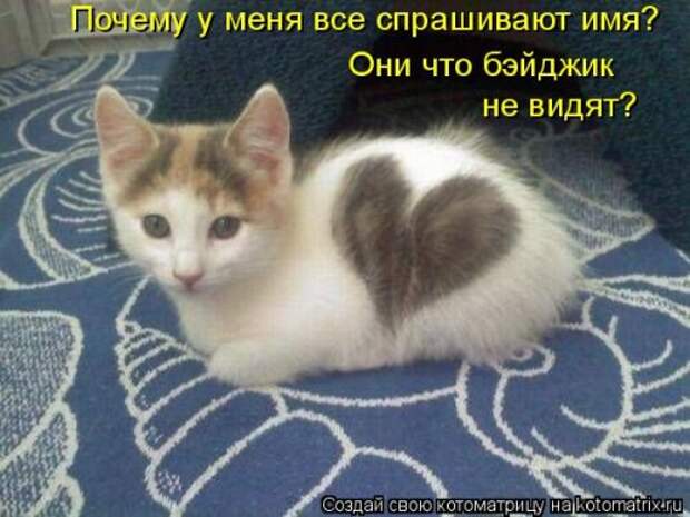Свежая котоматрица (33 фото)