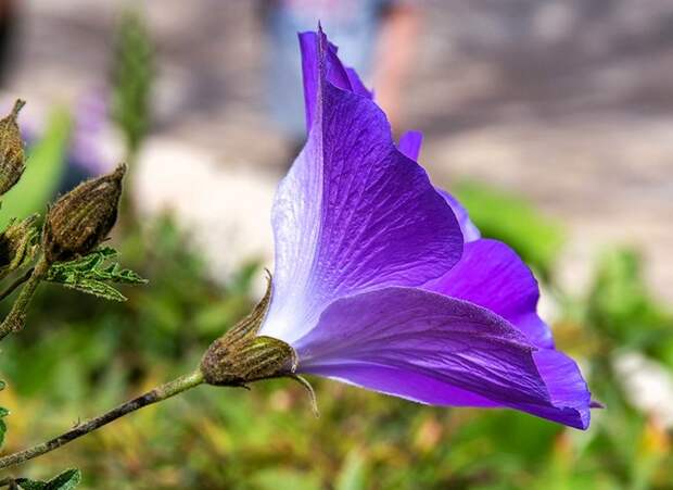 1-Hibiscus_Alyogyne_huegelii_ IMG_3087-002