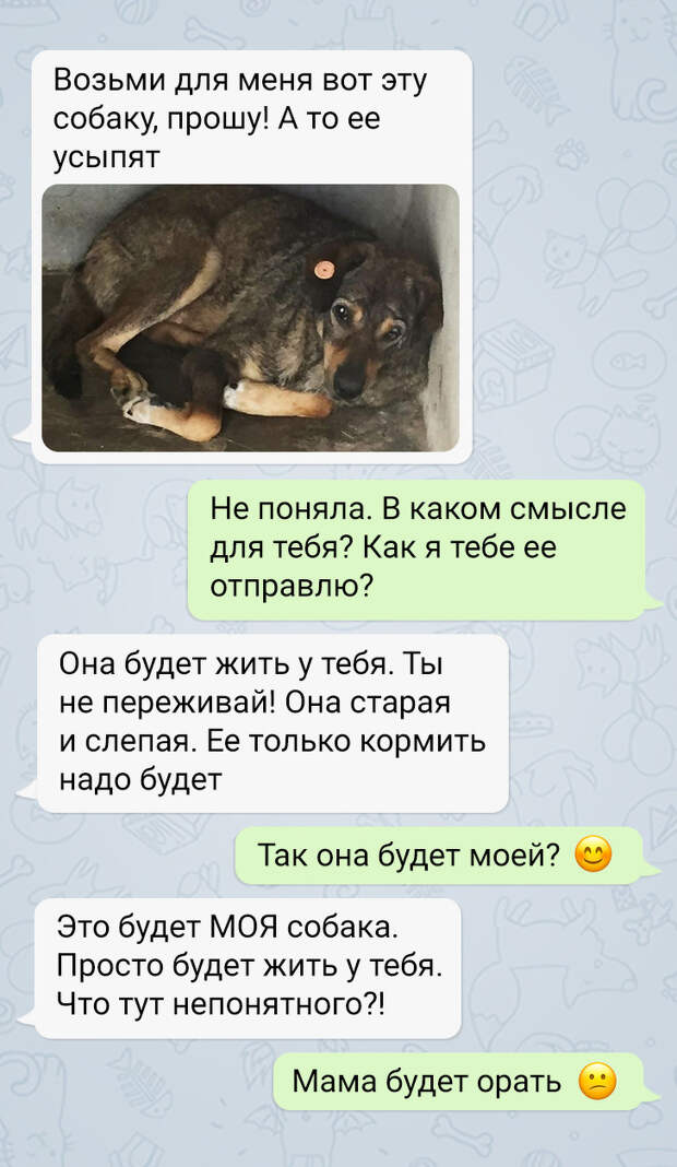 История о том, как я стала хозяйкой слепого пса из приюта