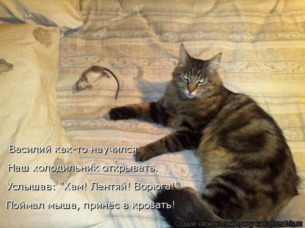 Лучшие котоматрицы недели (50 фото)