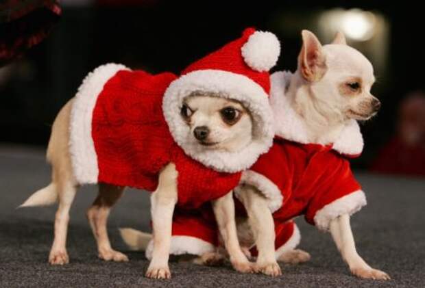 Две собаки в костюмах Деда Мороза