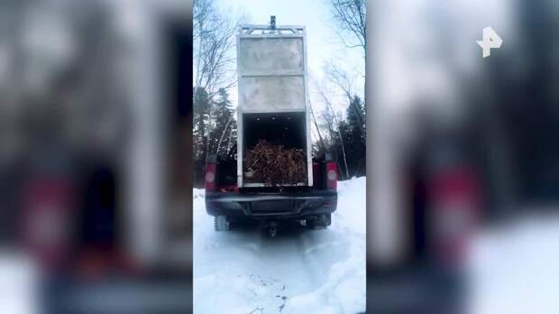 Конфликтного амурского тигра из Приморья выпустили в тайгу с ошейником