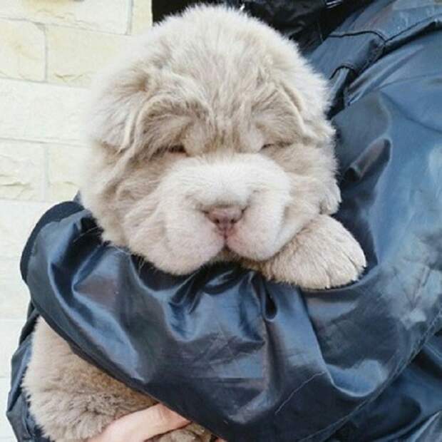 Собачку несут Собака на руках
