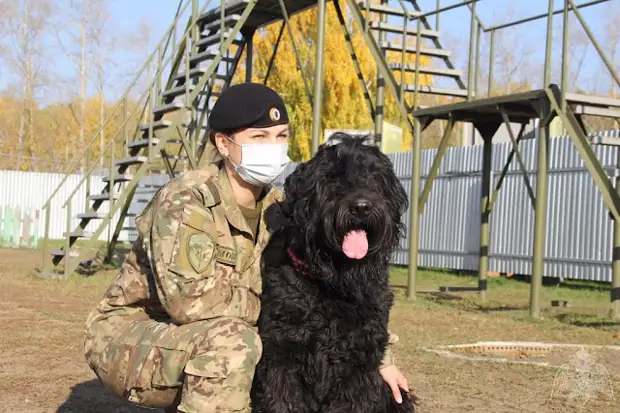 русский черный терьер