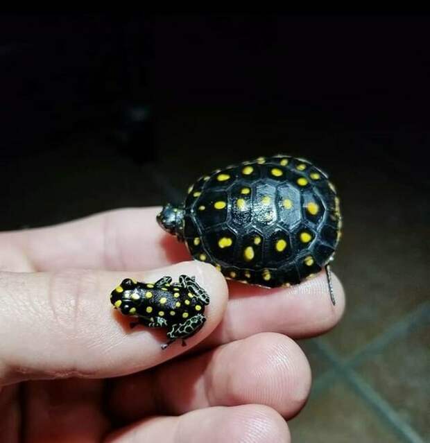 Лягушка и   черепаха