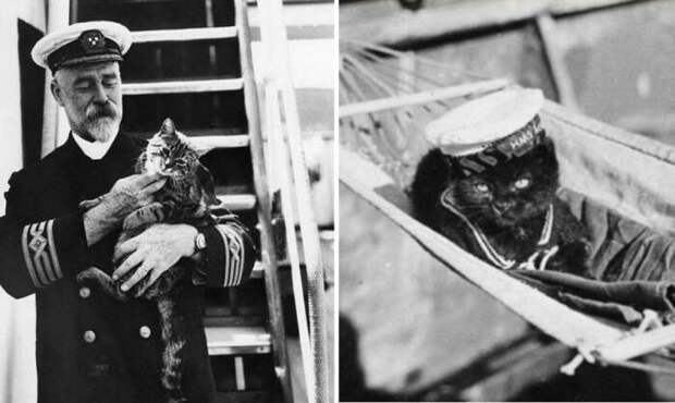 Почему моряки считали корабельных котов полноправными членами экипажа