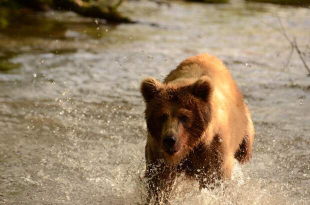 Медведи в бамбуке. Охота на Южных Курилах