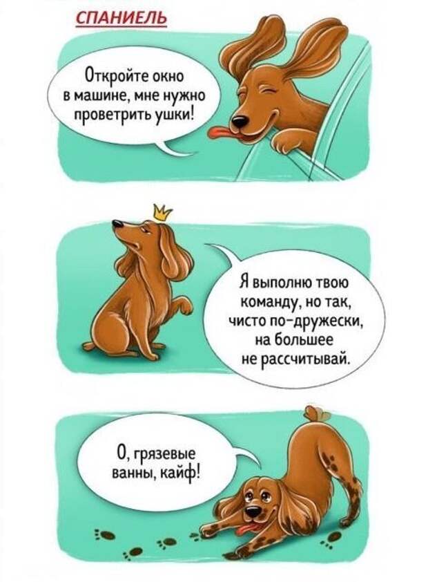 Весёлый гид по породам собак Породы собак, особенности пород, собаки, юмор