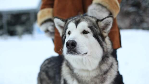 В Новосибирске женщина применила перцовку против матери, защищавшей свою дочь от собаки