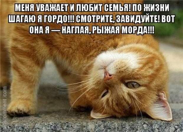 Наглая рыжая морда Наглая рыжая морда коты, позитив
