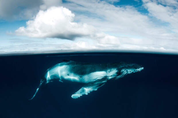 Плавание с величественными китами