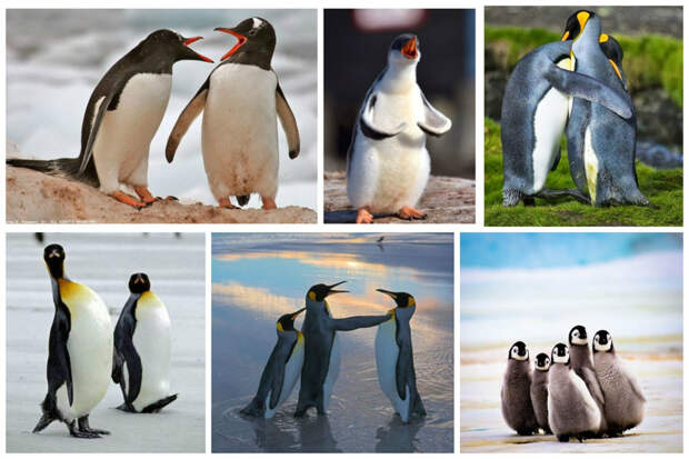 Пингвинов в мире 18 видов. Самый крупный - императорский - около 120 см в высоту и 27-29 кг вес, самый маленький - хохлатый - до 40 см в высоту и вес 2-2,5 кг интересное, пингвины, факты, фауна