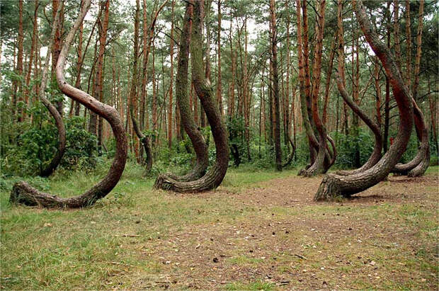Кривой лес