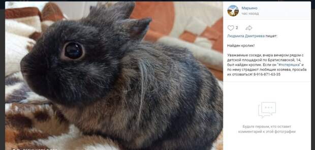Маленького кролика нашли на Братиславской