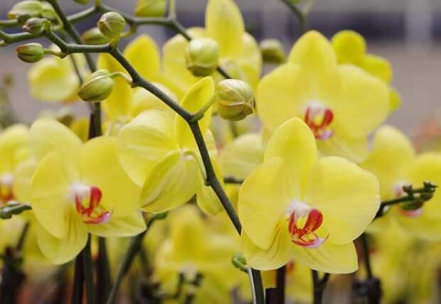 Чтобы орхидеи хорошо развивались и радовали своим цветением, им требуется правильный уход