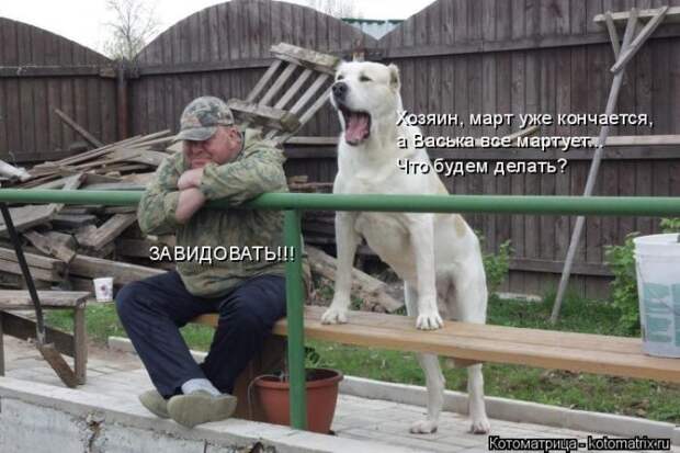 Забавные животные (50 фото)