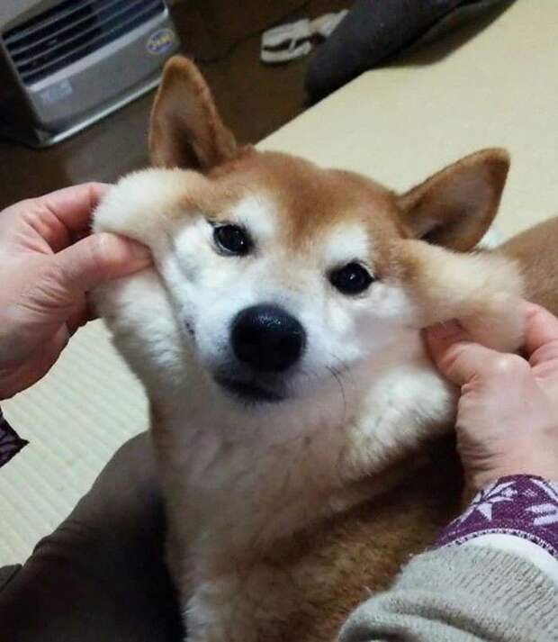 Squishy Dog Cheeks