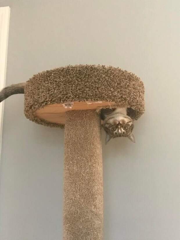 Фотография: Притяженья больше нет: 30 котиков, которые плевать хотели на законы физики №28 - BigPicture.ru