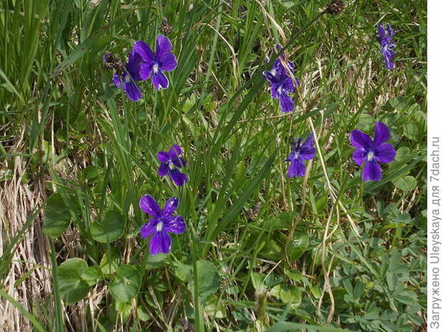 Фиалка алтайская. Фото с сайта species.wikimedia.org