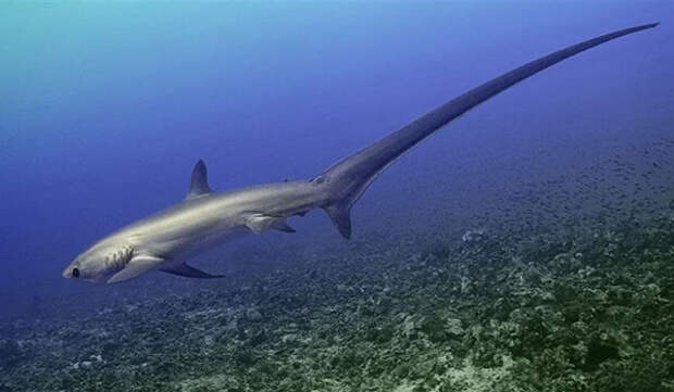 Фото: Большеглазая лисья акула