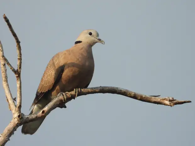 Пришло время собирать медуницу. Народные приметы 26 апреля Пришло время собирать медуницу. Народные приметы 26 апреля