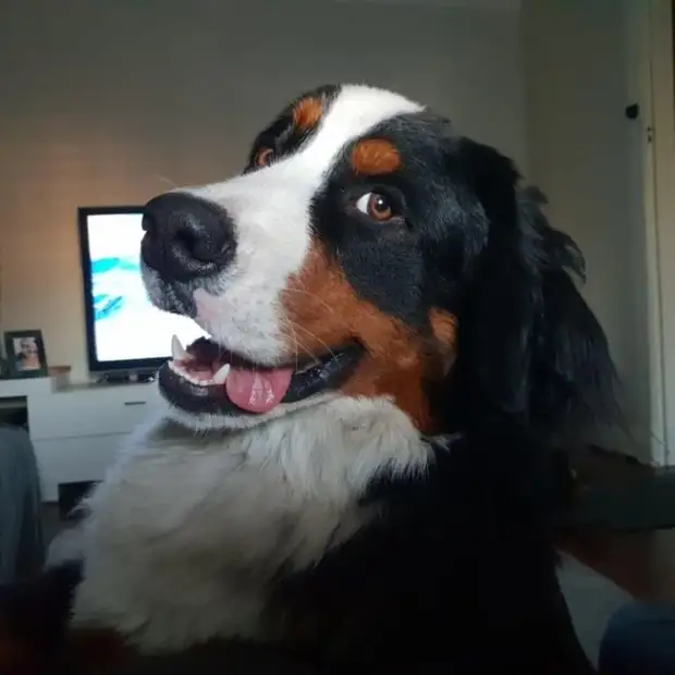 Фото доказательства, которые показывают, что животные на 99 % состоят из любви