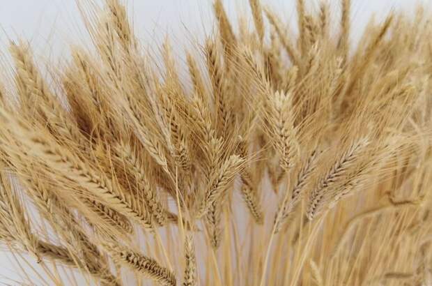 Застраховать посевы станет проще