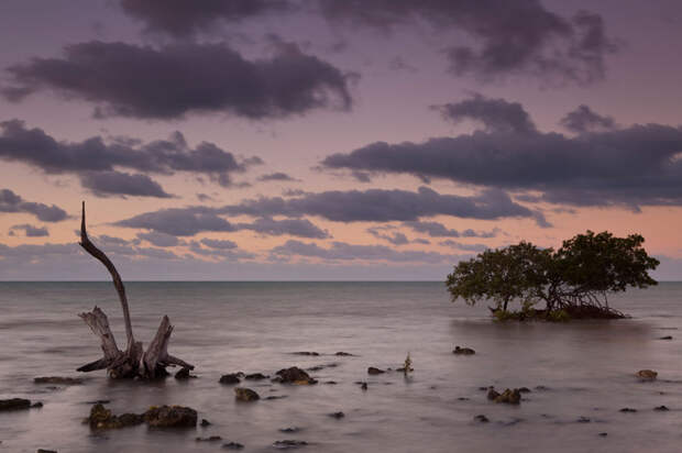 Mangrove trees at dawn.