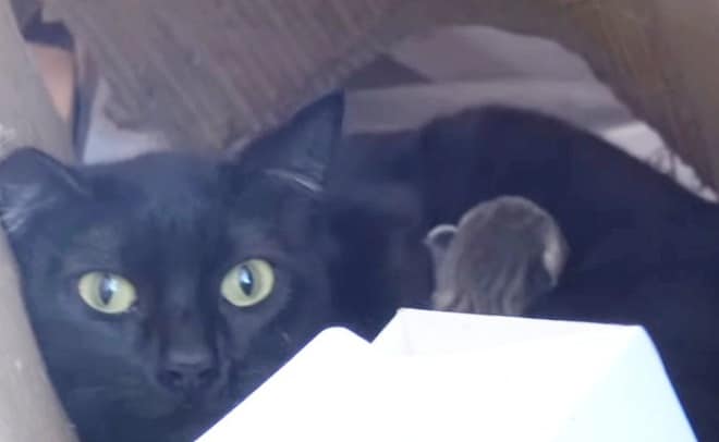 Кошка прячет котят Кошка с котятами