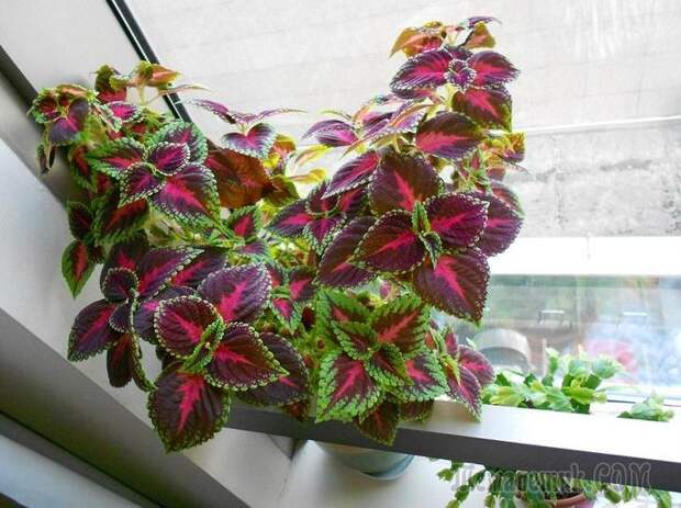 Колеус: описание, виды и сорта, выращивание из семян