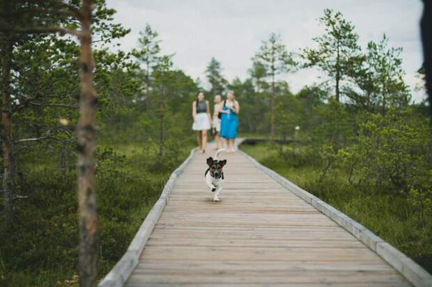 Три девушки с собакой гуляют в парке