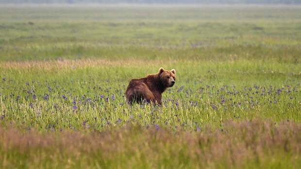 Дикая неохота: убийцам медведей на Камчатке грозит до пяти лет тюрьмы