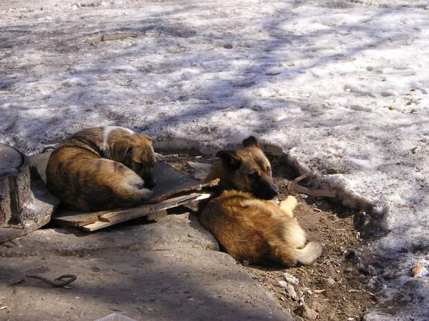 На улицах Новосибирска насчитали 15 тысяч бездомных собак