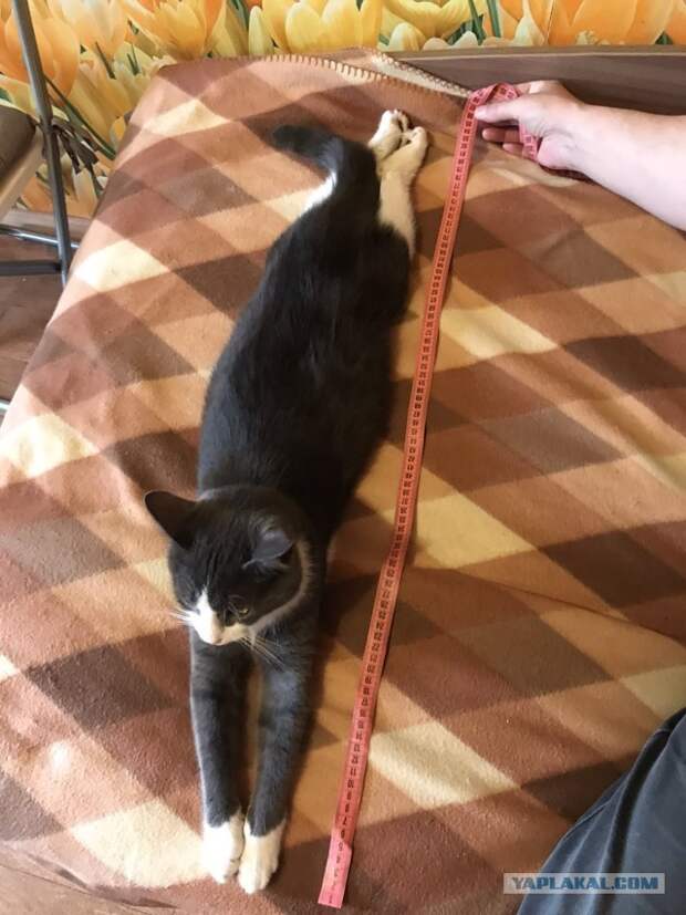 85 сантиметров кота
