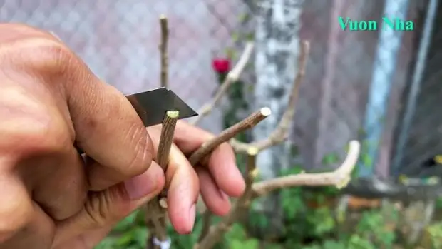 Как вырастить 5 разноцветных цветов на одном кусте. Соседи обзавидуются