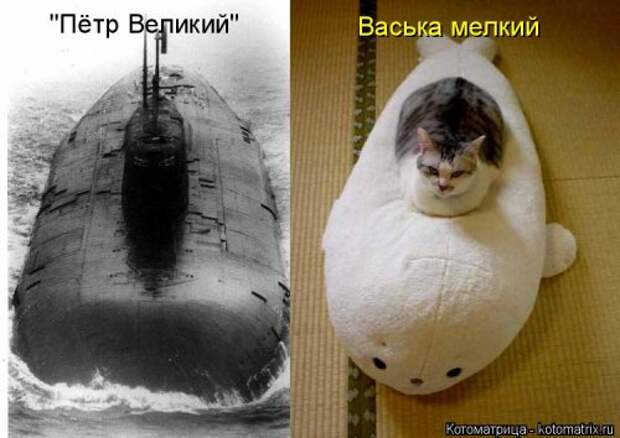 Новая котоматрица на Бугаге (44 фото)