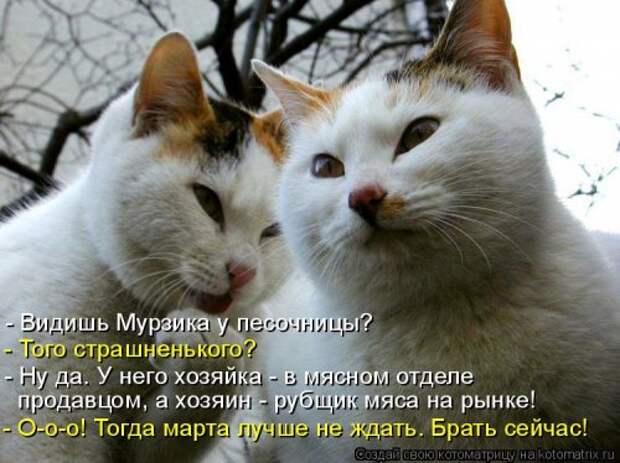 Новая котоматрица на Бугаге (44 фото)
