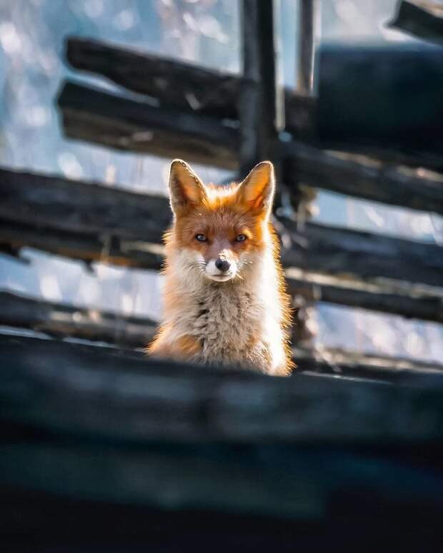 Лисицы из Финляндии: лесная сказка животные, лисы, необычно, портреты животных, удивительные создания, финляндия, фото, фотопроект