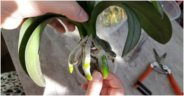 Необычная пересадка орхидеи в систему без субстрата