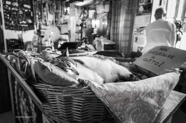 1. Рави в магазине этнических товаров. "Кота не беспокоить!" домашние животные, коты, кошка, кошка в магазине, кошки, фотопроект, черно-белая фотография, черно-белое фото