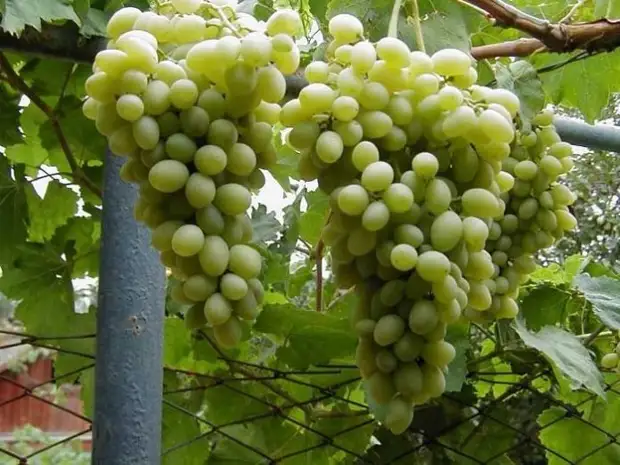 Неукрывные сорта винограда для Подмосковья - Дачный участок - 4 мая -43779376623 - Медиаплатформа МирТесен