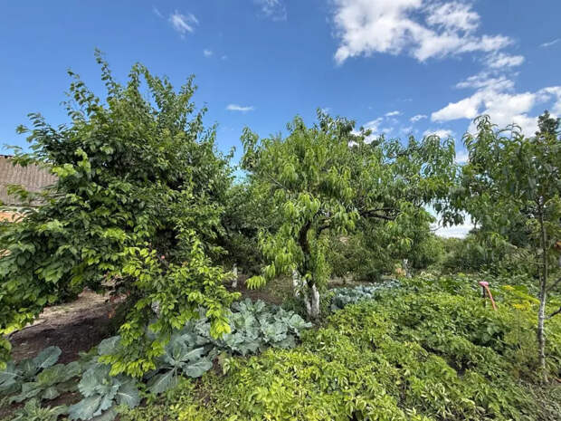 Китайцы выстроились в очередь к бабушкиному забору: «Продайте нам этот сорняк, он лечит лучше таблеток»