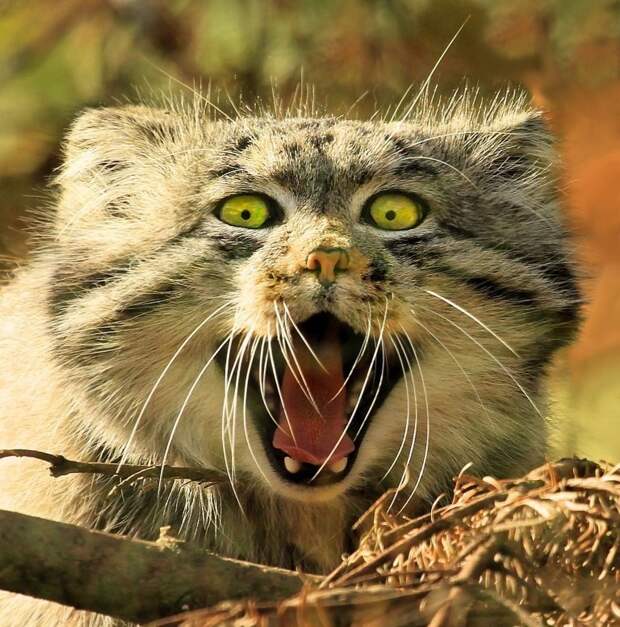 Найдены самые фотогеничные кошки в мире Найдены самые фотогеничные кошки в мире дикая природа, кошки, красная книга, манулы, природа, фауна, фото кошек, фото манулов