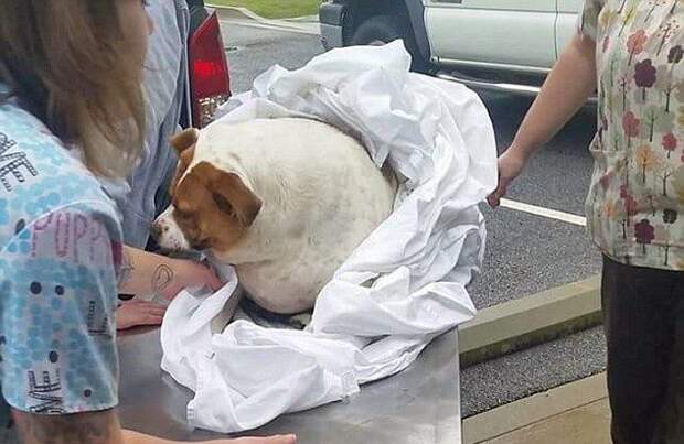 Раскабаневшая собака сбросила 20 кг благодаря тренировкам и здоровому питанию