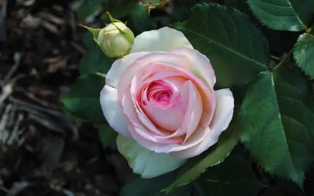 4 полезных совета по уходу за розой в апреле. Обильное цветение не заставит себя долго ждать