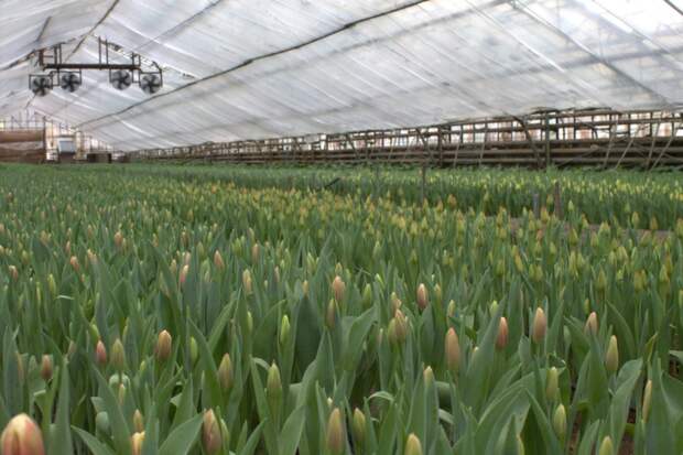 Вырастили больше 100 тысяч тюльпанов. Как в Алтайском крае готовятся к 8 Марта