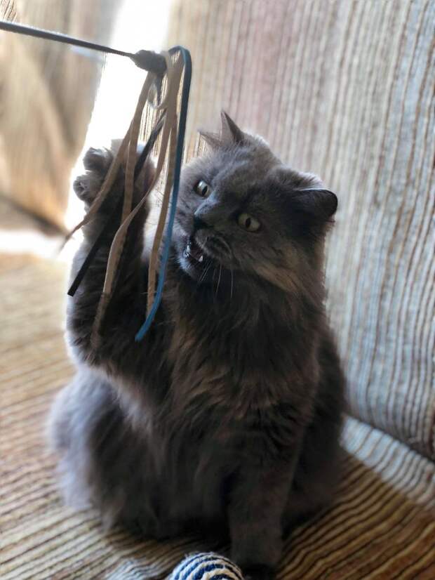 Кот кусает от любви, что делать?