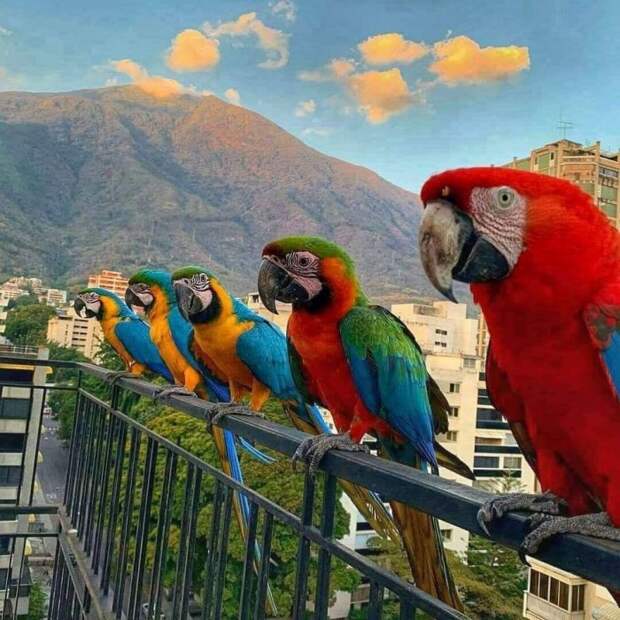Птицы и животные на улицах разных городов мира
