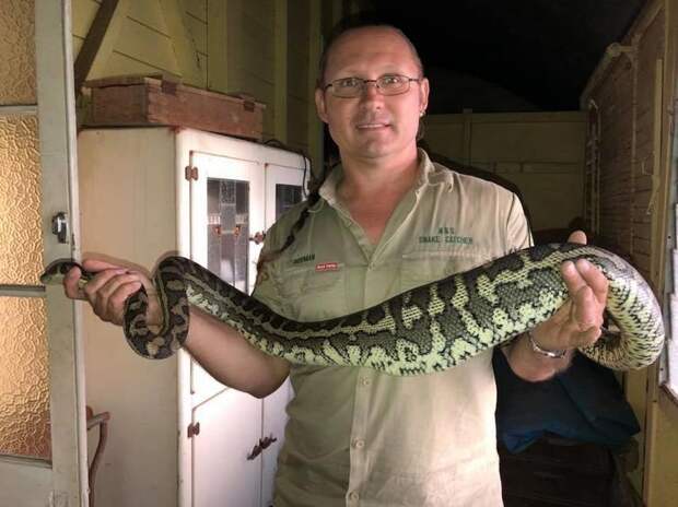 Через пару дней змея с тапком внутри была обнаружена службой по отлову змей N & S Snake Catcher в мире, животные, змея, история, операция, тапок